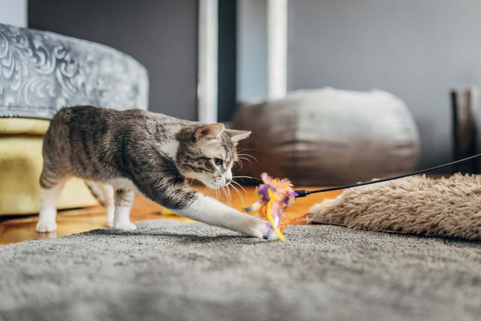 Cat Care Giver