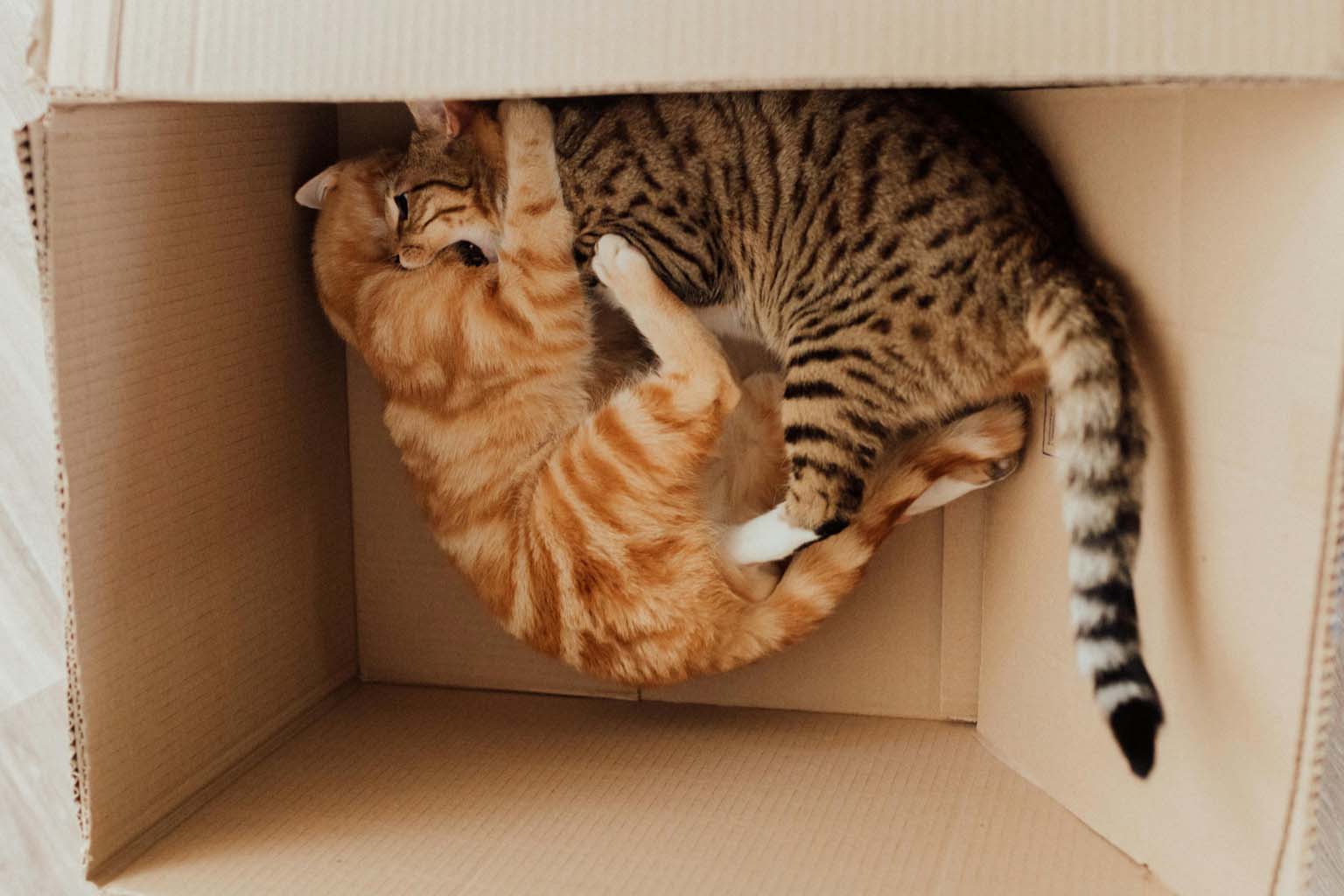 Cat Care Giver