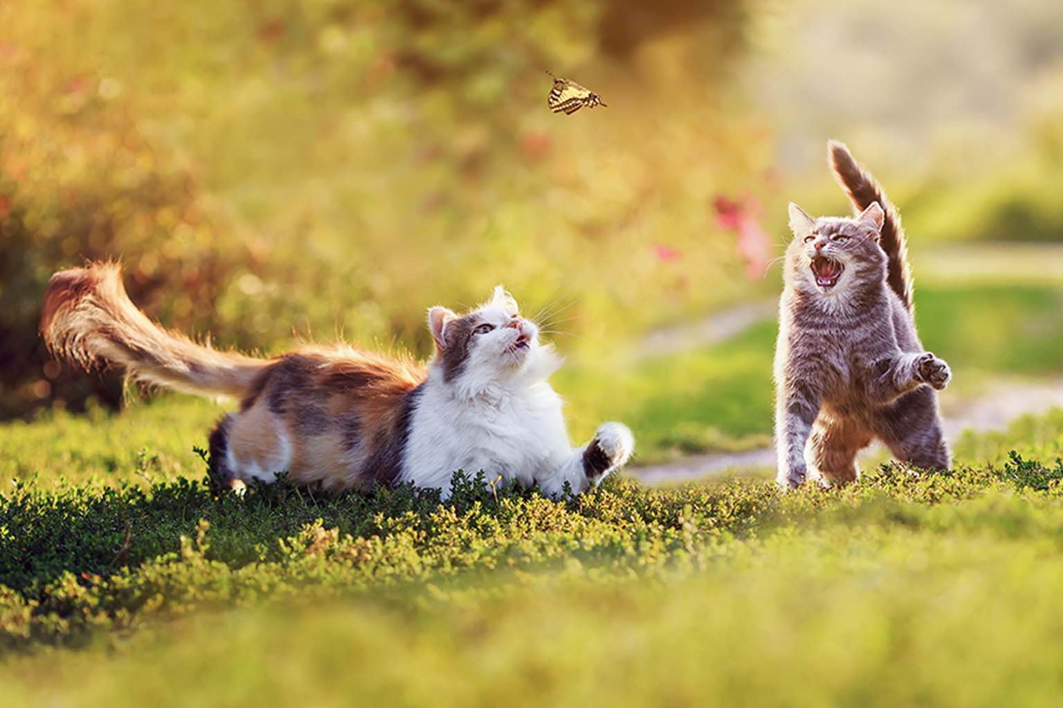 Cat Care Essentials
