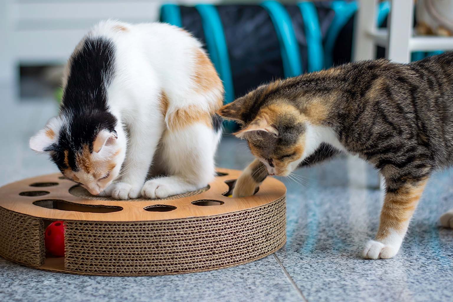 Cat Care Giver